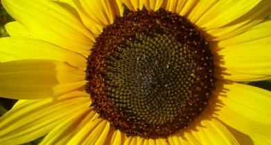 sunflower closeup